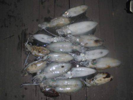 ルアー船マヒマヒ 釣果