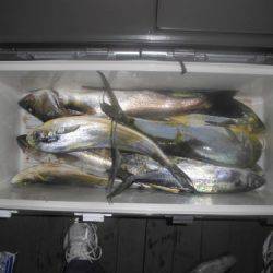 ルアー船マヒマヒ 釣果