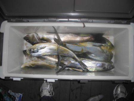 ルアー船マヒマヒ 釣果