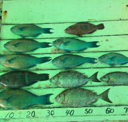 本部釣りイカダ 釣果