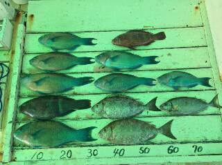 本部釣りイカダ 釣果