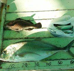 本部釣りイカダ 釣果