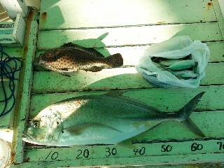 本部釣りイカダ 釣果