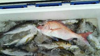 長栄丸(静岡) 釣果