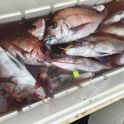 長栄丸(千葉) 釣果