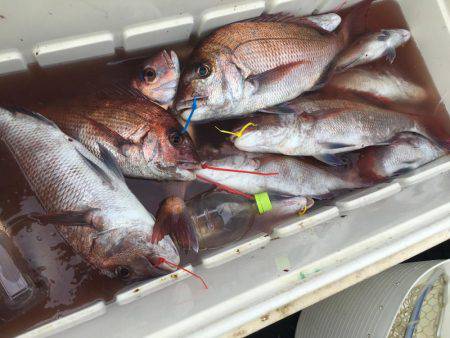 長栄丸(千葉) 釣果