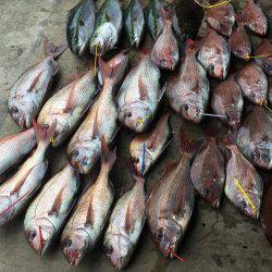 長栄丸(千葉) 釣果