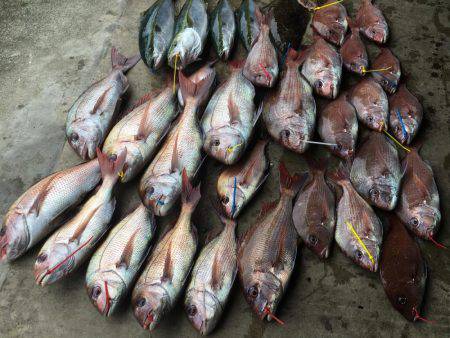 長栄丸(千葉) 釣果