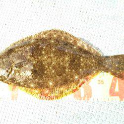 第二常豊丸 釣果