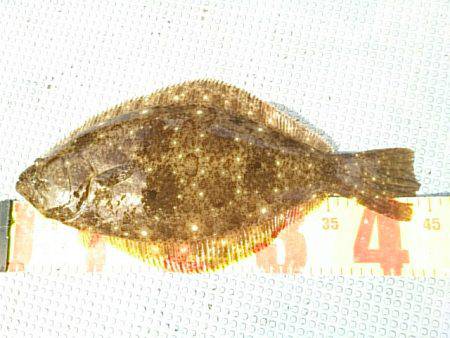 第二常豊丸 釣果