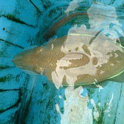 第二常豊丸 釣果