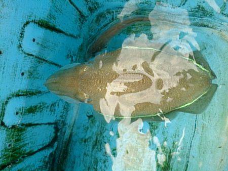 第二常豊丸 釣果