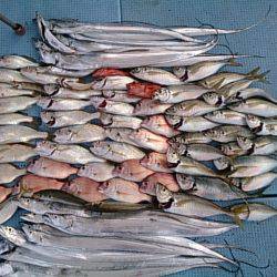 第二常豊丸 釣果