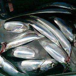 第二常豊丸 釣果