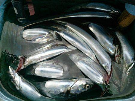 第二常豊丸 釣果