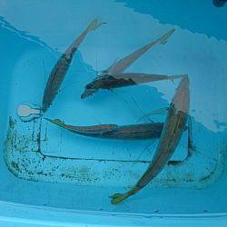 第二常豊丸 釣果