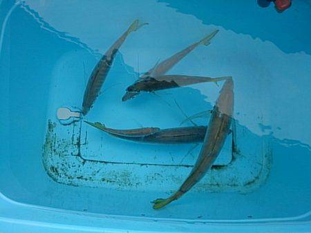 第二常豊丸 釣果