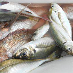 こうゆう丸 釣果