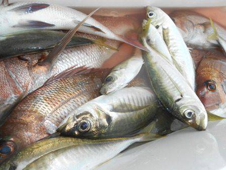 こうゆう丸 釣果