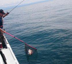 IDATEN（イダテン） 釣果