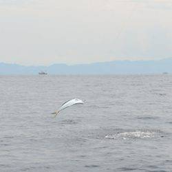 Marine T Design　マリンティーデザイン 釣果