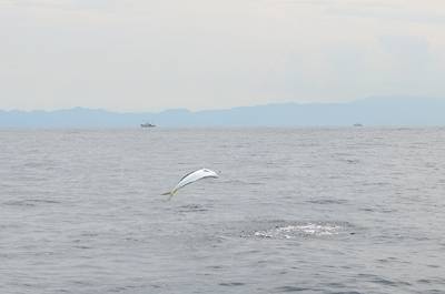 Marine T Design　マリンティーデザイン 釣果