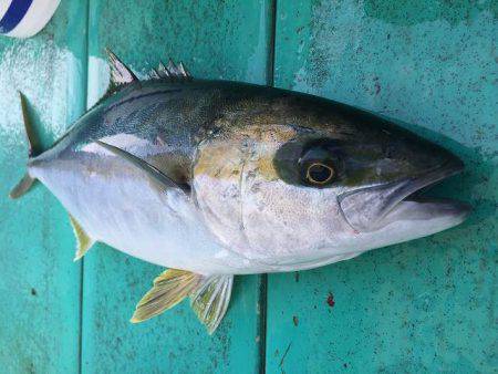 広進丸 釣果