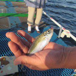 オリジナルメーカー海づり公園(市原市海づり施設) 釣果
