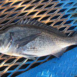 オリジナルメーカー海づり公園(市原市海づり施設) 釣果