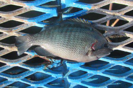 オリジナルメーカー海づり公園(市原市海づり施設) 釣果