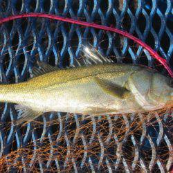 オリジナルメーカー海づり公園(市原市海づり施設) 釣果