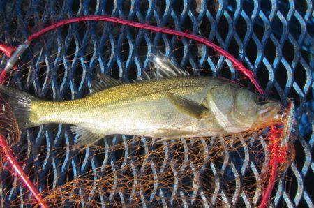 オリジナルメーカー海づり公園(市原市海づり…