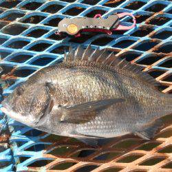 オリジナルメーカー海づり公園(市原市海づり施設) 釣果