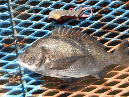 オリジナルメーカー海づり公園(市原市海づり施設) 釣果
