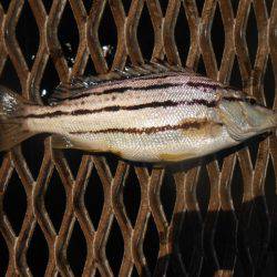 オリジナルメーカー海づり公園(市原市海づり施設) 釣果