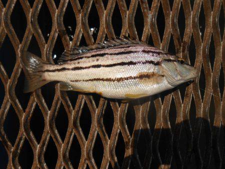 オリジナルメーカー海づり公園(市原市海づり施設) 釣果