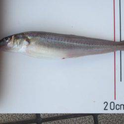 オリジナルメーカー海づり公園(市原市海づり施設) 釣果