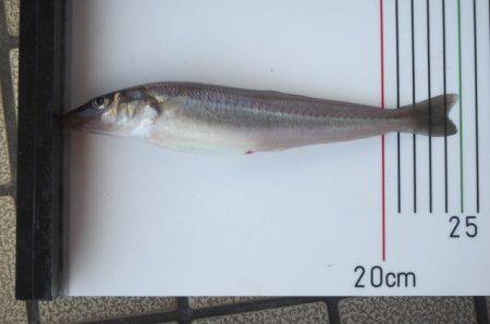 オリジナルメーカー海づり公園(市原市海づり施設) 釣果