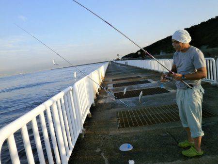 大阪南港海つり公園 釣果