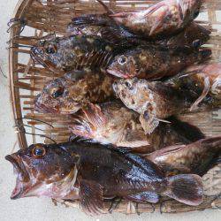 大阪南港海つり公園 釣果