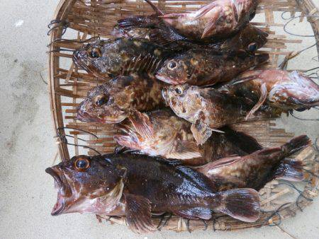 大阪南港海つり公園 釣果