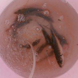 大阪南港海つり公園 釣果