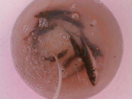 大阪南港海つり公園 釣果