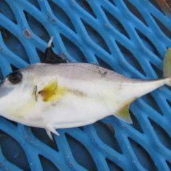 オリジナルメーカー海づり公園(市原市海づり施設) 釣果
