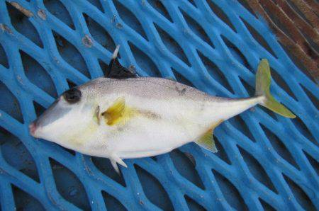 オリジナルメーカー海づり公園(市原市海づり施設) 釣果