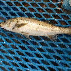 オリジナルメーカー海づり公園(市原市海づり施設) 釣果
