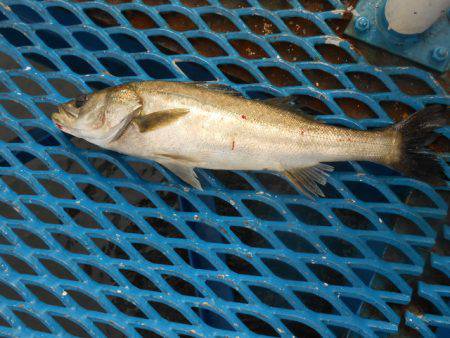 オリジナルメーカー海づり公園(市原市海づり施設) 釣果