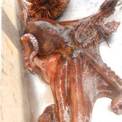 オリジナルメーカー海づり公園(市原市海づり施設) 釣果