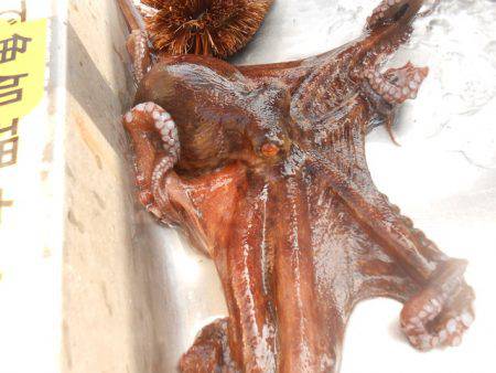 オリジナルメーカー海づり公園(市原市海づり施設) 釣果