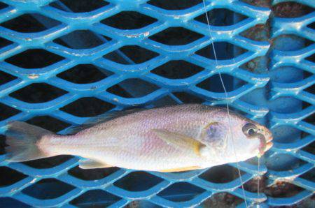 オリジナルメーカー海づり公園(市原市海づり施設) 釣果